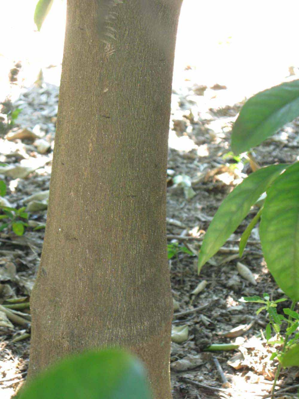            Bark (Winter Haven, FL)      